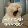 萌宠 喵星人 一起打哈欠 困 呆萌 可爱