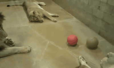 动物 狮子 狗狗 玩球
