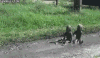 gif gif动画 搞笑GIF