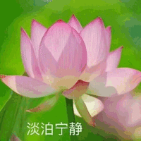 莲花 沙雕莲花 淡泊宁静