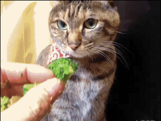 小猫 蔬菜 木桶 手指