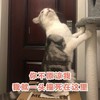 萌宠 猫星人 你不原谅我 我就一头撞死在这里 搞怪 呆萌