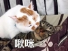 萌宠 喵星人 啾 亲亲 呆萌 搞怪