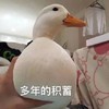 萌宠 鸭子 多年的积蓄 储存 呆萌 可爱