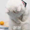 萌宠 猫星人 谢谢 感谢 搞怪 呆萌