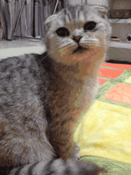 喵星人 折耳猫 可爱 眨眼 大眼 萌宠