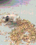 狗狗 转圈 玩耍 树叶