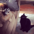 萌宠 狗 猫