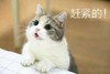 萌宠 喵星人 赶紧的 搞快点 呆萌 可爱
