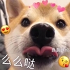 萌宠 汪星人 么么哒 亲吻 呆萌 可爱