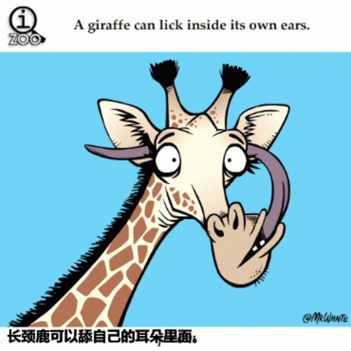 长颈鹿 吃东西 舌头 搞笑