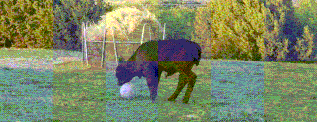 动物 玩球 草地 搞笑