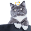 猫咪 晕了 星星 眼睛转圈