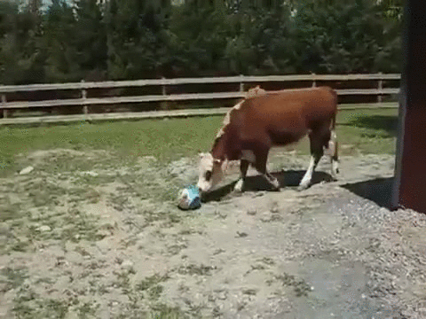 奶牛 cow