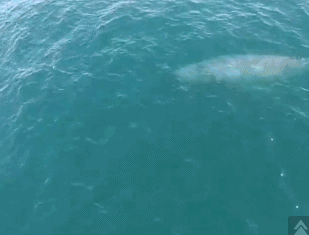 动物 海水 鲸鱼 喷水