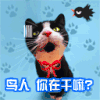 猫咪  鸟儿 问候   招呼 干嘛呢
