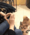 狗狗 套脸 搞怪
