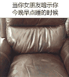 汪星人 等待 沙发 泰迪