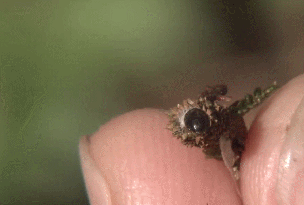 孵化 模仿大师：哥斯达黎加昆虫 纪录片 幼虫