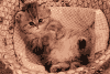 猫 萌宠 可爱