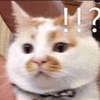 沙雕猫 猫咪 猫 可爱猫 猫表情包 猫咪表情包 小猫