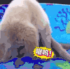 狗 萌宠 可爱 萌