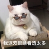 萌宠 喵星人 看穿一切 我这双眼睛看透太多 呆萌 可爱