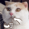 猫叔 卡通 可爱 吹泡泡