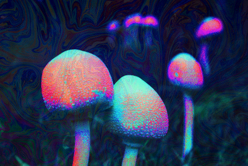 蘑菇 自然 迷幻 颜色
