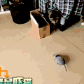 二哈 狗狗 汪星人 萌宠 可爱