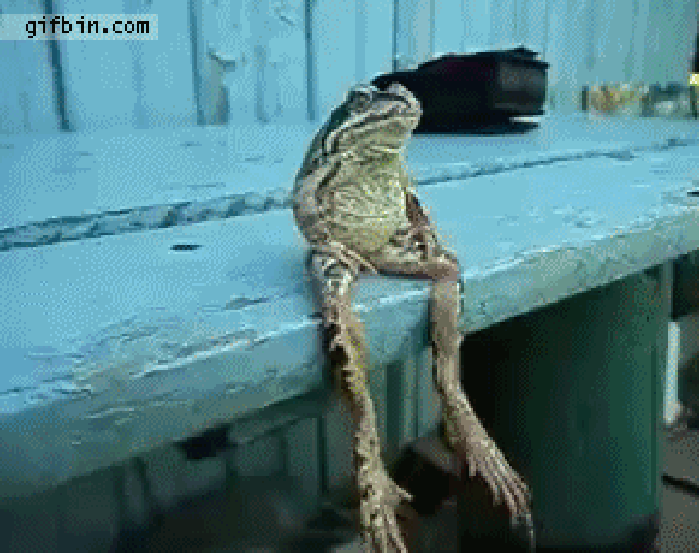 青蛙 坐着 动物 搞笑