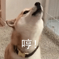 萌宠 汪星人 哼 我不想理你了 呆萌 可爱