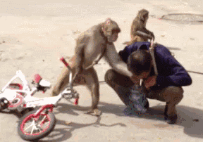 猴子 自行车 踢人 蹲着
