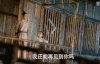 霍建华 古装 花千骨 赵丽颖 转头