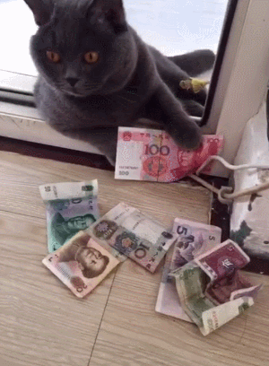 猫咪 地板 纸币 趴着