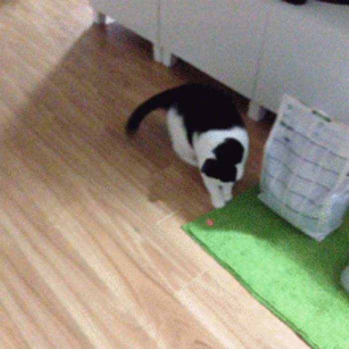 地板 猫腻 袋子 玩具