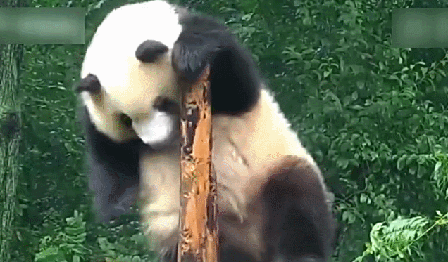 熊猫 可爱 萌 跳舞