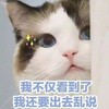 萌宠 喵星人 我看到了 我还要乱说 搞怪 逗