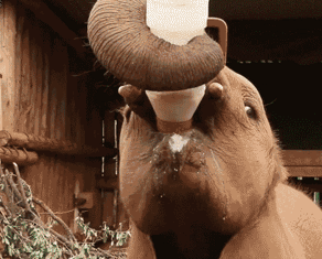 大象 喝奶 搞笑 可爱
