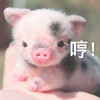 萌宠 小猪 哼 生气 呆萌 可爱