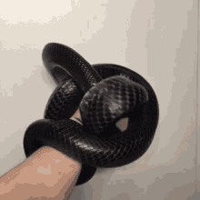 蛇 黑色 可怕