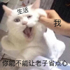 萌宠 猫星人 生活对我 你能不能让我省点心 呆萌 可爱