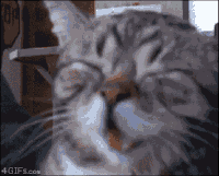 大笑 享受 小猫 动物
