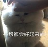 萌宠 喵星人 一切都会好起来 摸摸头 呆萌 可爱