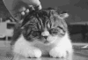 猫咪 喵星人 享受 可爱 挠痒 萌萌哒