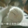 萌宠 喵星人 小心我打你 我一拳过去你可能会死 淘气 搞怪