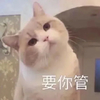 萌宠喵星人 要你管 生气 搞怪 逗