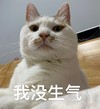萌宠 猫星人 我没生气 冷眼 搞怪 呆萌