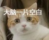 萌宠 仓鼠 嘿嘿 开心猫星人 大脑一片空白 无奈 呆萌 可爱