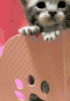 猫宝宝 爪子 大眼睛 低头